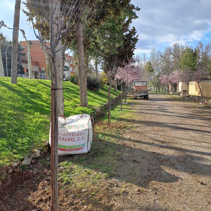 Plantación de árboles