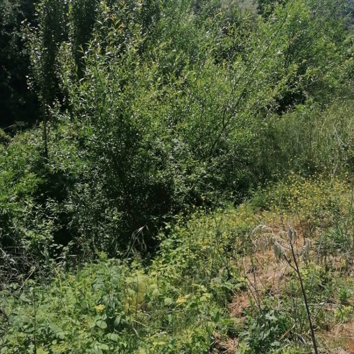 Romagosa